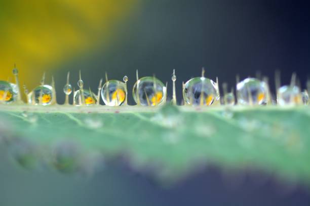istock Water droplets hanging from the grass stem 955566280