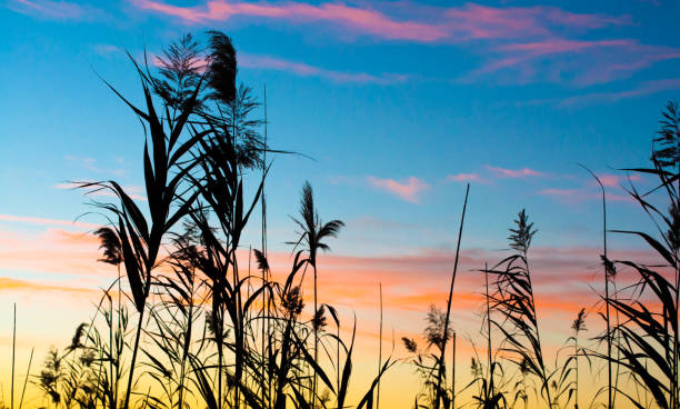 istock Silhouette of reeds at sunset 955568988