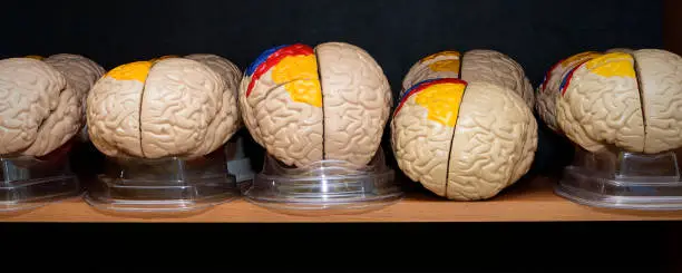 Human brain models on the shelf in medicine classroom