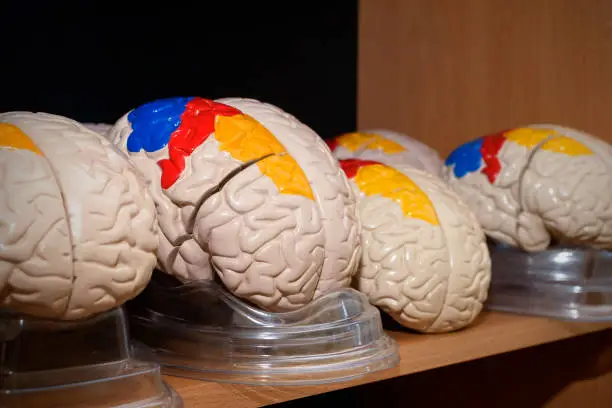 Human brain models on the shelf in medicine classroom