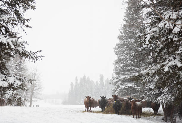 Snow covered cattle stare at camera, taking a break from feeding on the hay that has been delivered to them