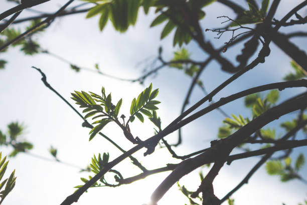 istock branches with blossoming ash leaves at sunrise 955572244
