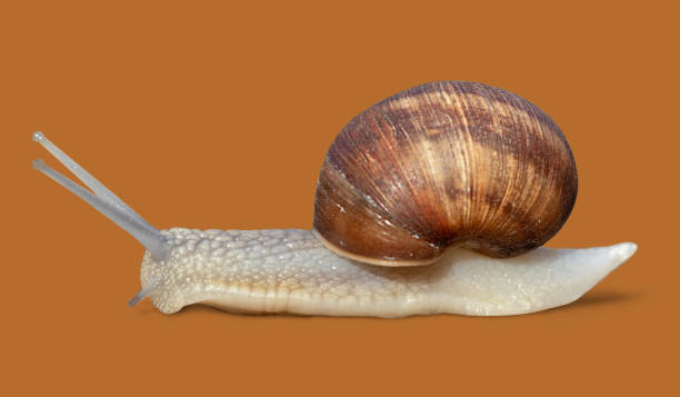 istock Garden snail isolated on orange background 955572672