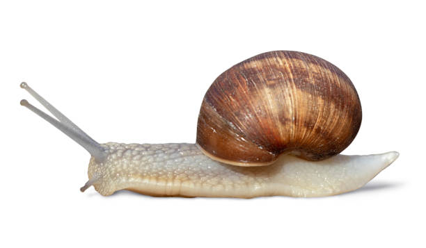 istock Garden snail isolated on white background 955572676