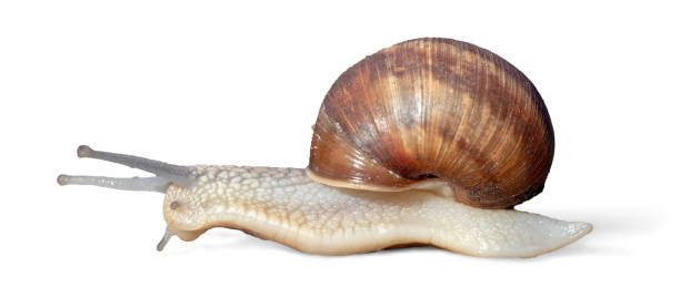 istock Garden snail isolated on white background 955572690