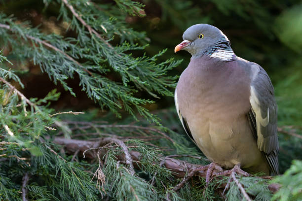 istock Ring-necked dove on a branch 955572734