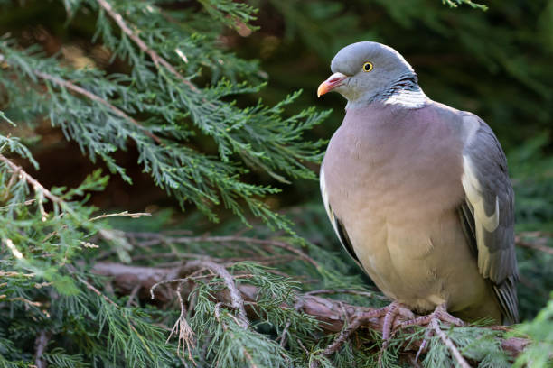 istock Ring-necked dove on a branch 955572740