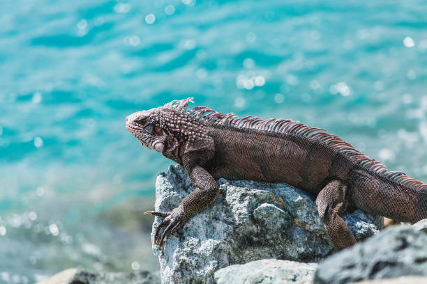 istock Iguana by Green Water 955579156