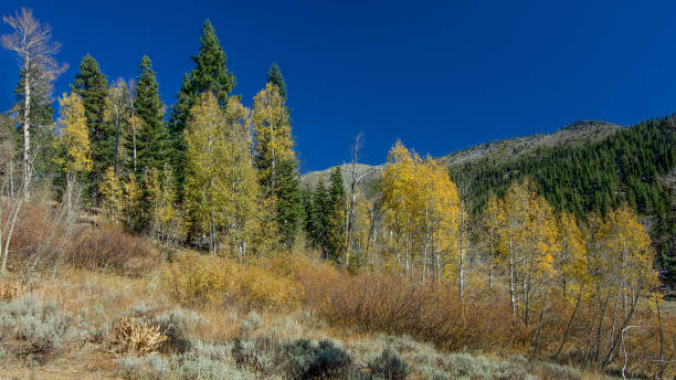 가는 네바다에서 아스펜 나무의 단풍 - nevada pine tree autumn landscape 뉴스 사진 이미지