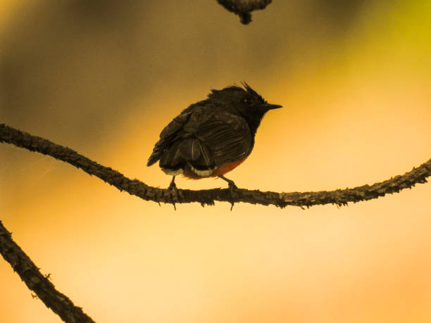 istock Silhouetted bird on a yellow background. 955579944