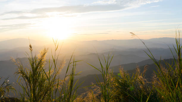 istock mountain range with grass flower at sunrise 955585818