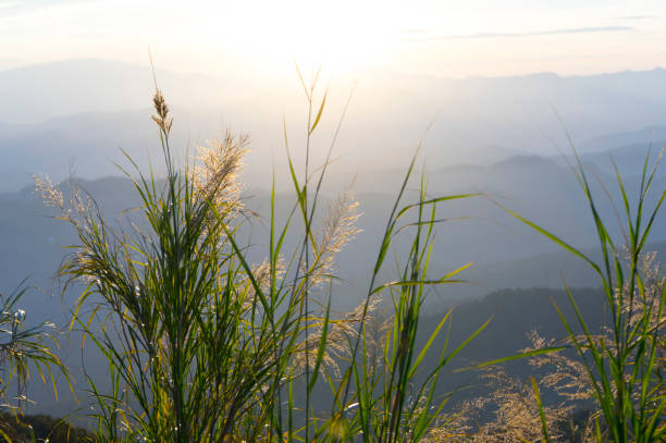 istock mountain range with grass flower at sunrise 955585830