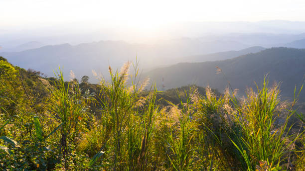 istock mountain range with grass flower at sunrise 955585832