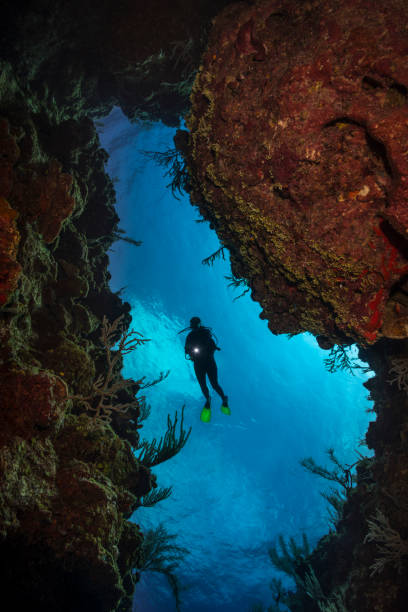 istock Caribbean coral reef and diver 955586430