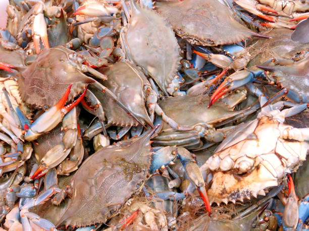 istock Thornhill live blue crab 2018 955589630