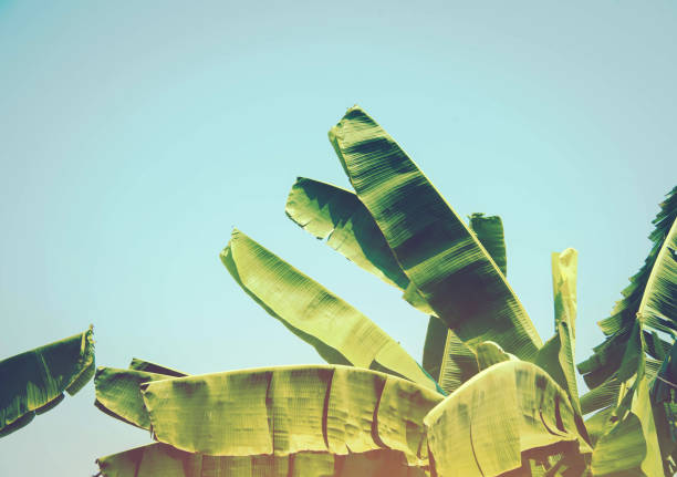 istock Banana leaf on blue sky background with vintage style. 955591918