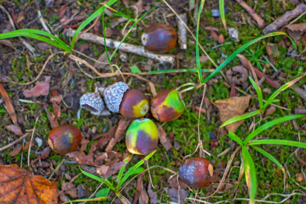 istock many beautiful acorns lie on the ground under the oak tree. 955592032
