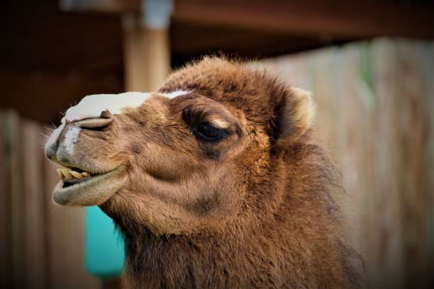 cammello felice - camel smiling israel animal foto e immagini stock