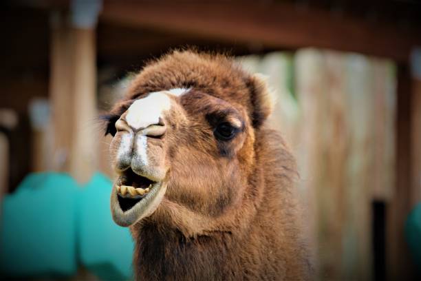 cammello felice - camel smiling israel animal foto e immagini stock