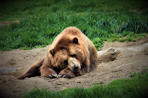 A brown bear having a nap