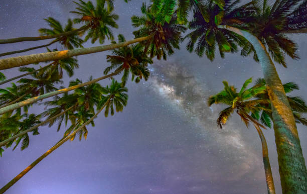 istock Midnight landscape with coconut palm tree Silhouette and Milky Way in the sky 955593136