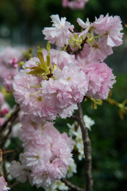 istock Blossom of the Japanese cherry tree 955593166
