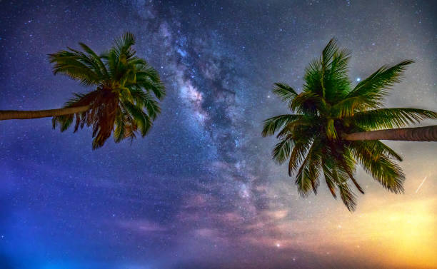 istock Midnight landscape with coconut palm tree Silhouette and Milky Way in the sky 955593370