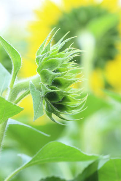 istock bud of sunflower 955593708