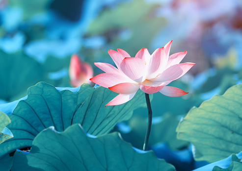 Lotus flower plants in garden pond