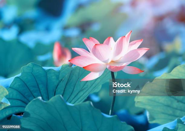 Foto de Flor De Lótus e mais fotos de stock de Lótus - Lótus, Nenúfar, Flor