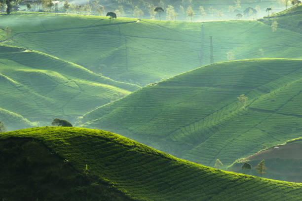 istock Light and Shadow at Tea Plantation in the Morning 955604010