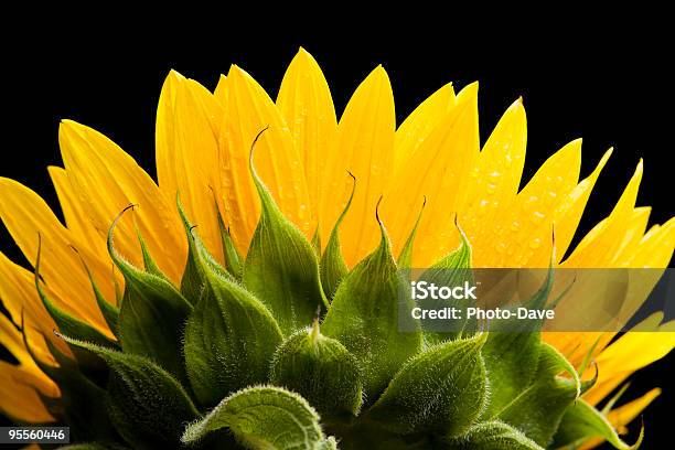 Sonnenblume Blütenblätter Stockfoto und mehr Bilder von Baumblüte - Baumblüte, Blatt - Pflanzenbestandteile, Blume