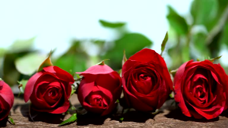 Dolly shot Red rose is beautiful flower for The meaning of love, On Valentine's Day and can be used for home decoration, copy space.