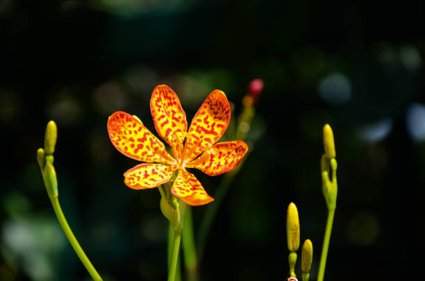 istock Iris domestica or Blackberry Lily( Leopard Lily) 955604680