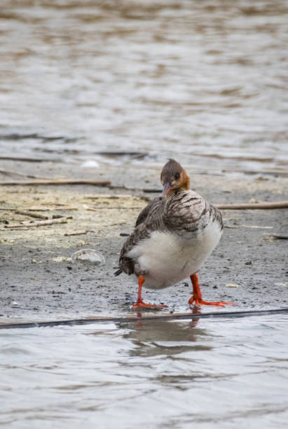 istock Female Red Breasted Merganser 955607770