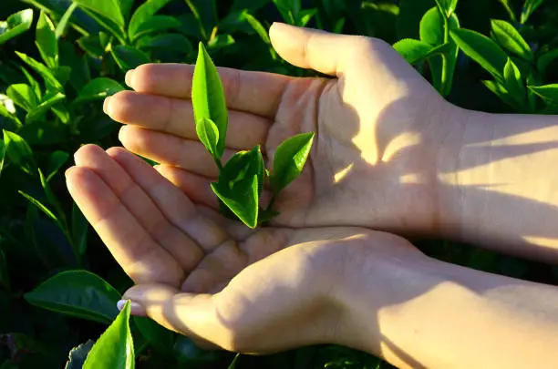 tea, leaves, hands, lanka, sri, leaf, green, hand, plantation, fresh, nature, closeup, up, plant, harvest, harvesting, pick, plucking, farm, male, picking, field, herb, background