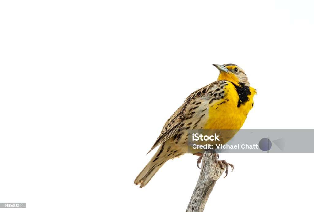 Western Meadowlark A Western Meadowlark perched in a tree near Hamer, Idaho. Meadowlark Stock Photo