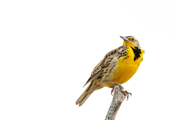Western Meadowlark A Western Meadowlark perched in a tree near Hamer, Idaho. ornithology photos stock pictures, royalty-free photos & images