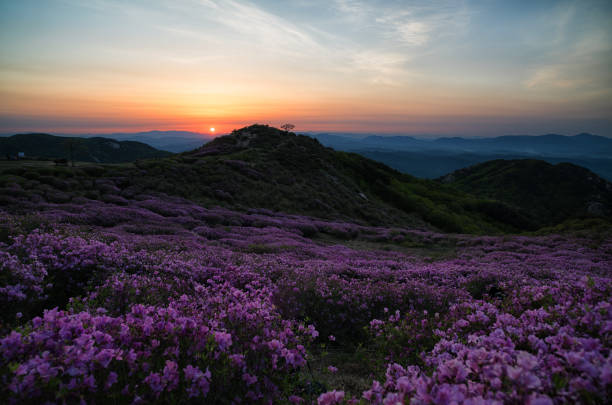 Hwangmaesan Korea