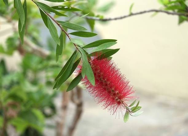istock Red flowers of bottle brush tree (Callistemon) 955615000