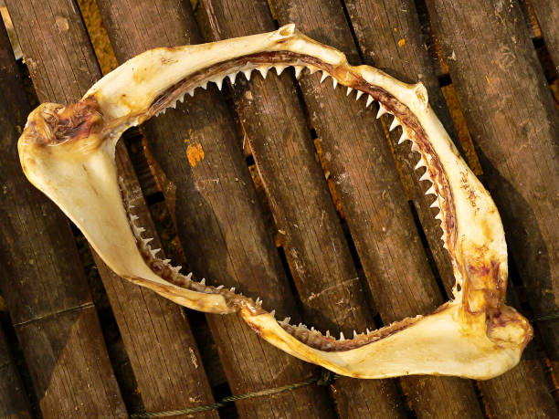 Shark jaw Shark jaw drying, fishing village pahang, malaysia animal jaw bone stock pictures, royalty-free photos & images