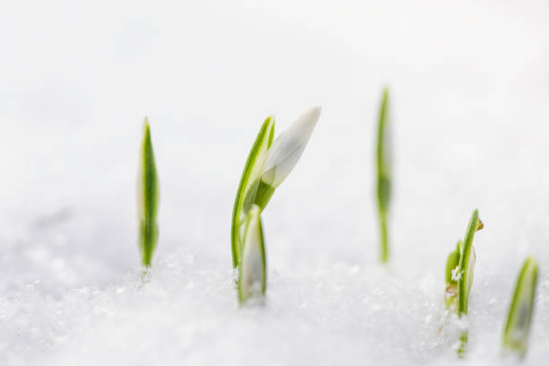istock Spring snowdrops flower in snow. Winter close-up flowers 955623430
