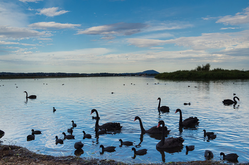 Black swans on the shore of Lake Wendouree in Ballarat Australia