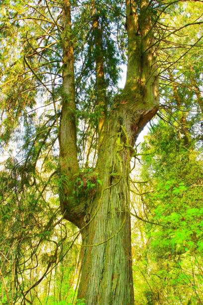 istock Pacific Northwest forest and Alaskan yellow cedar trees 955624126