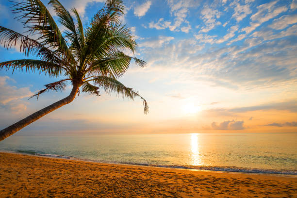 istock tropical beach in sunrise 955627588