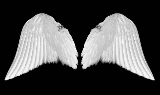 White angel wings stock photo