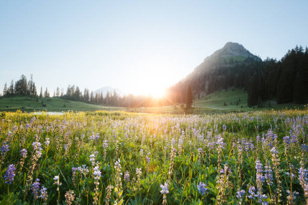 istock Landscape nearby Tipsoo Lake with Mt. Rainier 955627732