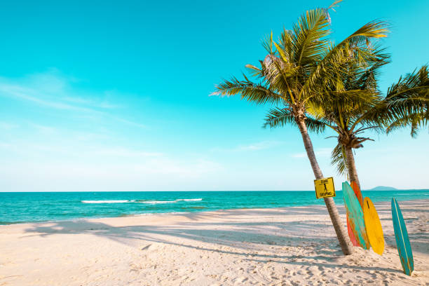 istock surf board with palm tree on tropical beach 955627750