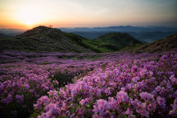 istock Azalea Field on the Mountain Top 955628206