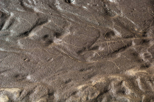 istock texture of wet sand and clay 955628336